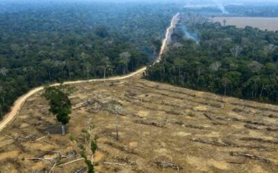 Dans le cadre de l'échange de l'accord UE-Mercosur, le Brésil va-t-il replanter 12 millions d'hectares de forêt ?