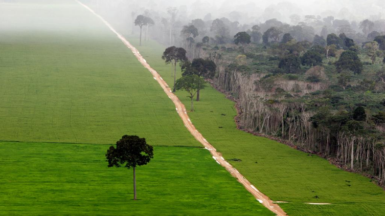 Quels sont les plans pour l'Amazonie de Jair Bolsonaro dévoilés par Open Democracy ?