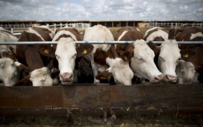 Bœuf à la sauce Ceta : le ministre de l'Agriculture dit-il vrai ?