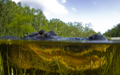 Des fosses d'alligators et de serpents pour protéger la frontière des Etats-Unis avec le Mexique ?