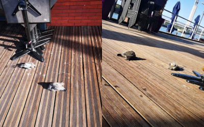 Les photos d'oiseaux morts ont-elles un lien avec l'incendie de l'usine Lubrizol de Rouen ?