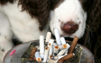 Des chiens sont-ils utilisés pour tester des cigarettes en laboratoire ?
