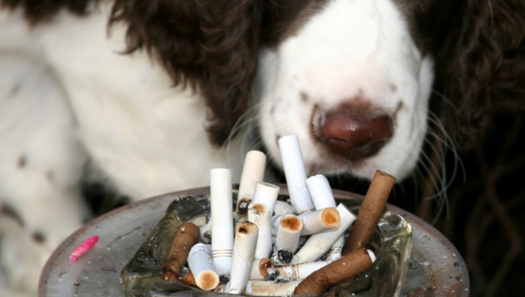 Des chiens sont-ils utilisés pour tester des cigarettes en laboratoire ?