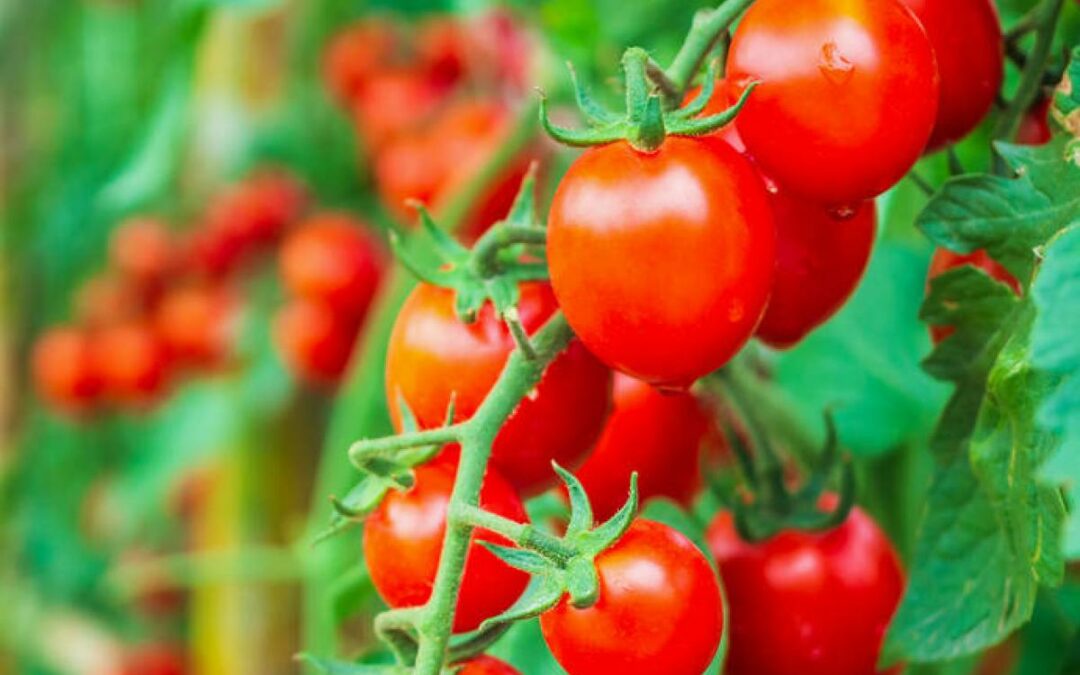 L'Anses lance l'alerte : quel est ce nouveau virus repéré en Bretagne et qui menace nos tomates ?