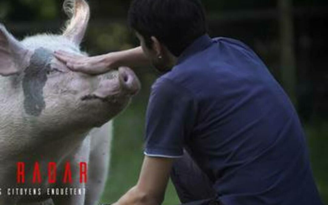 Maltraitance animale : les citoyens enquêtent